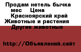 Продам нетель,бычка 6мес. › Цена ­ 33 000 - Красноярский край Животные и растения » Другие животные   